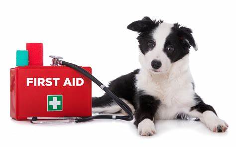 Chris and Caroline showing their certificates after completing the Dog First Aid Course