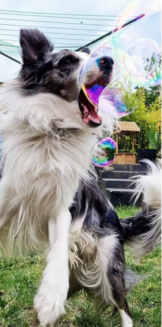 Meaty Bubbles 150ml - Snuffle Monsters