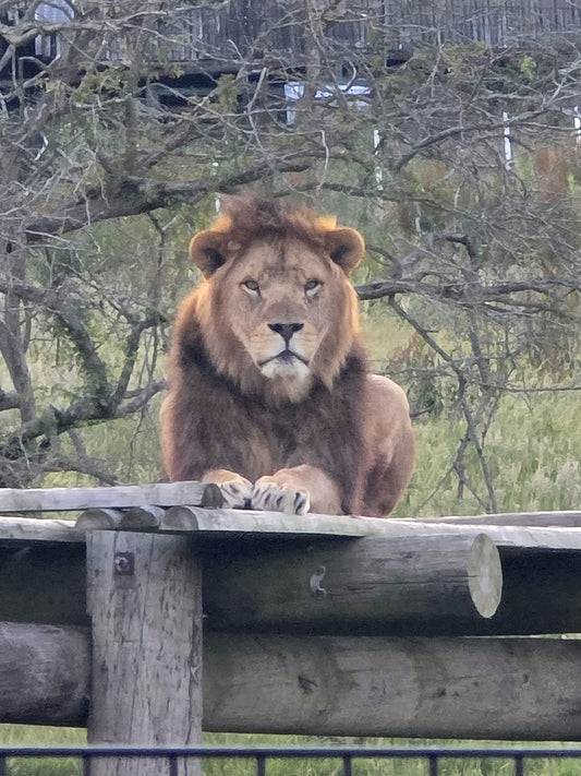 Our trip to Howletts Wild Animal Park and Port Lympne Hotel & Reserve