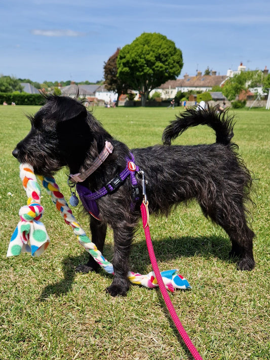 Snuffle Tug - Snuffle Monsters