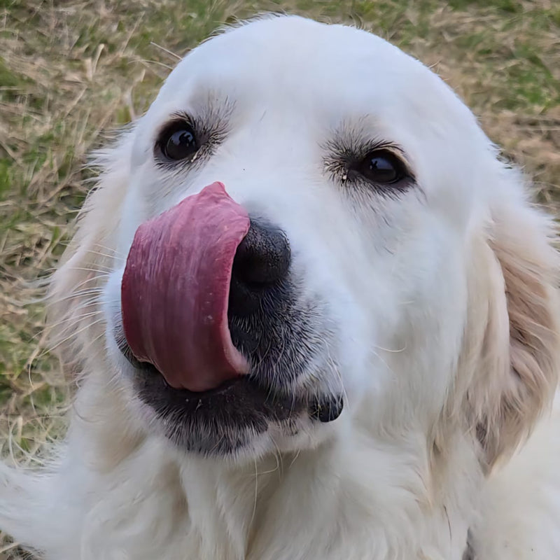 White dog with a black collar standing on grass, licking its nose.