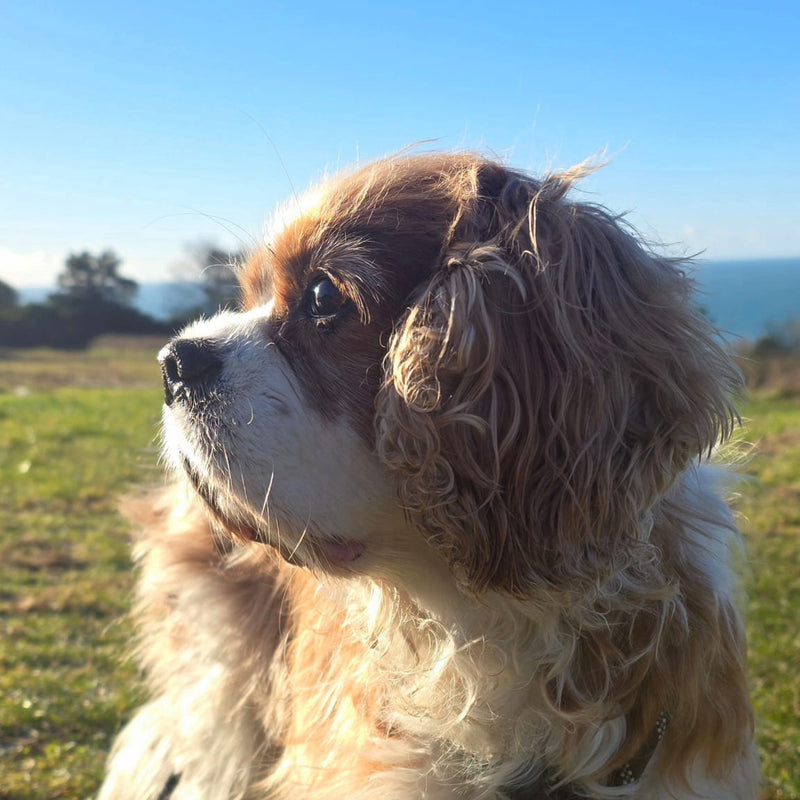 Dog standing on grass with a clear sky background
