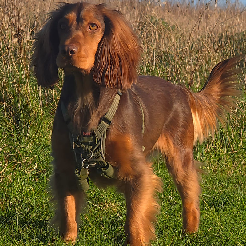 Dog standing on grass with a clear blue sky in the background