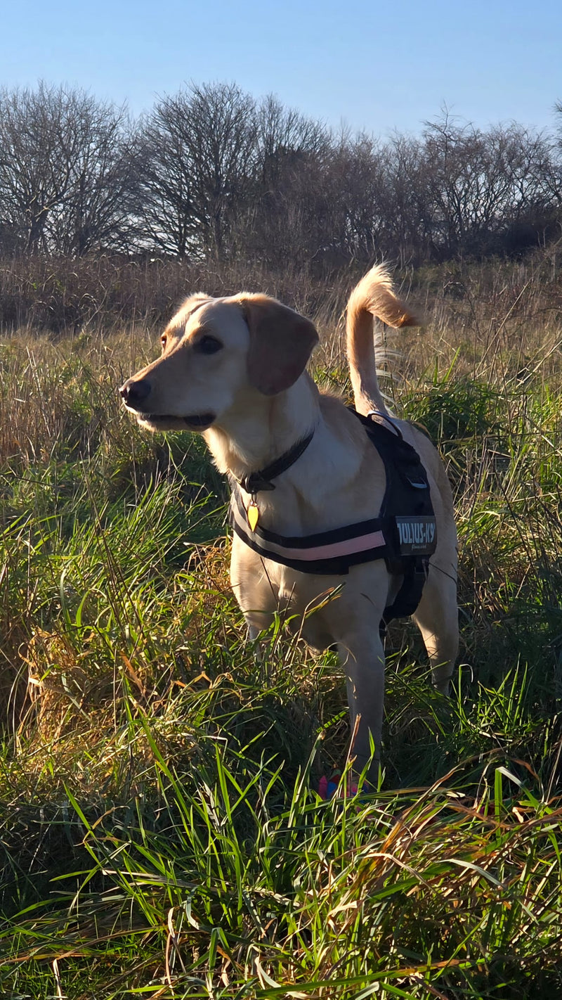 Dog standing in a grassy field with a clear sky