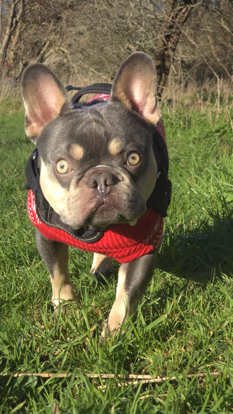 Dog wearing a red sweater standing on grass