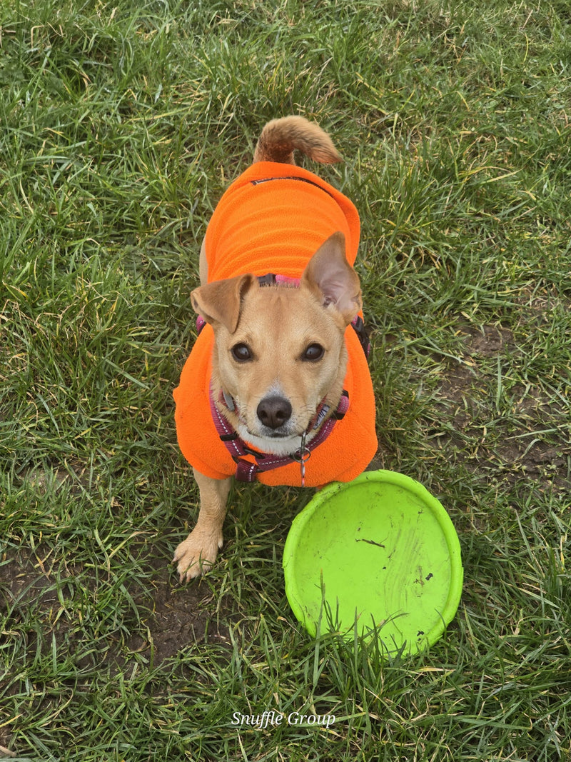 Dog wearing an orange jacket with a green frisbee on grass