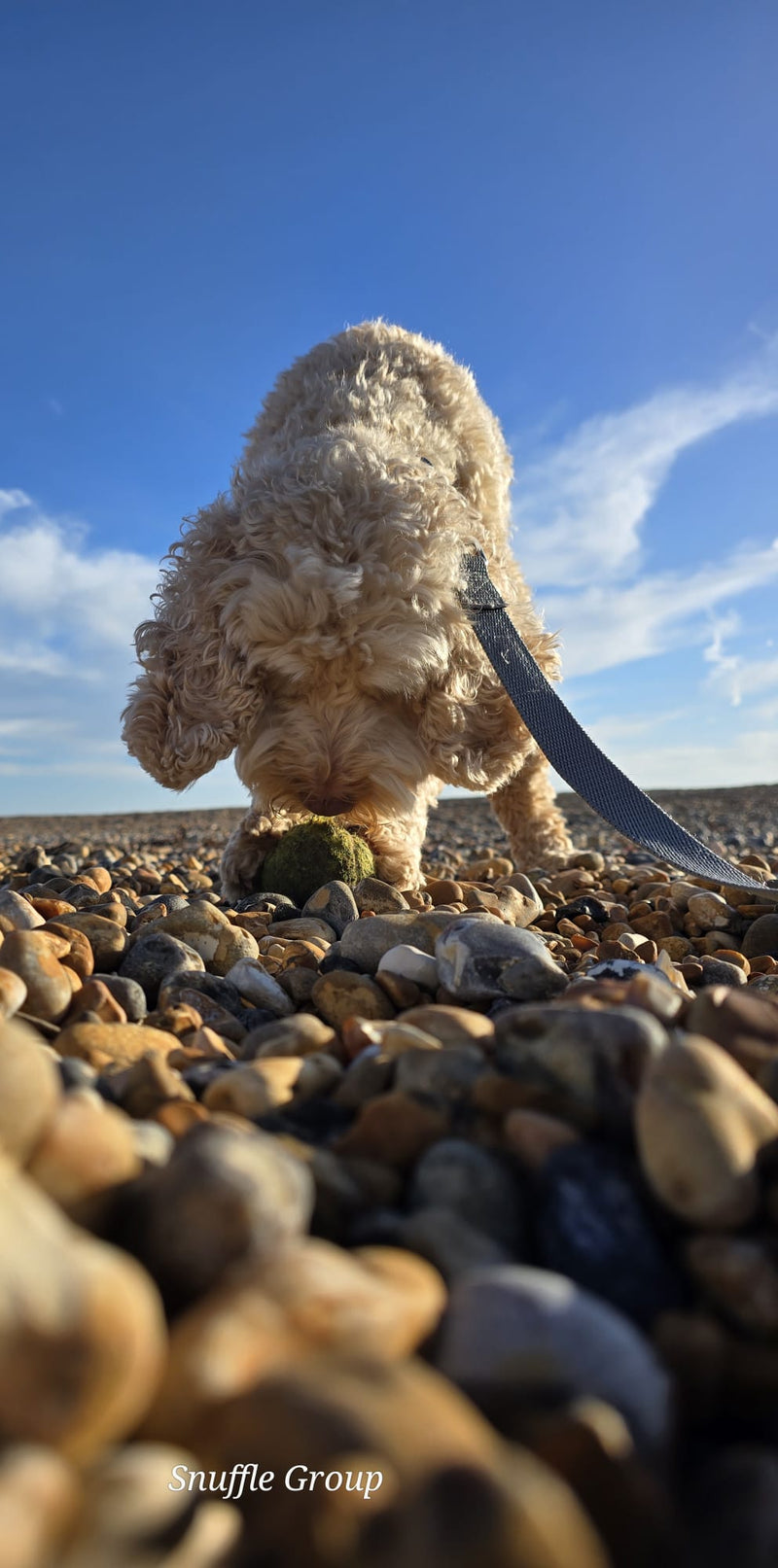 Poodle standing on pebbles with a blue sky in the background