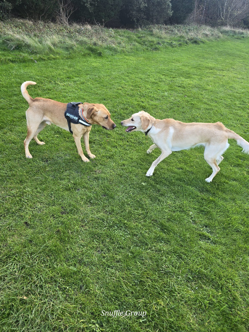 Two dogs on a grassy field with 'Snuffle Group' branding.