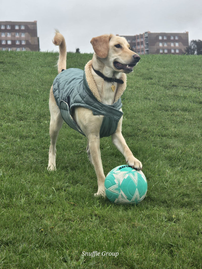 Dog playing with a ball on grass, wearing a green jacket