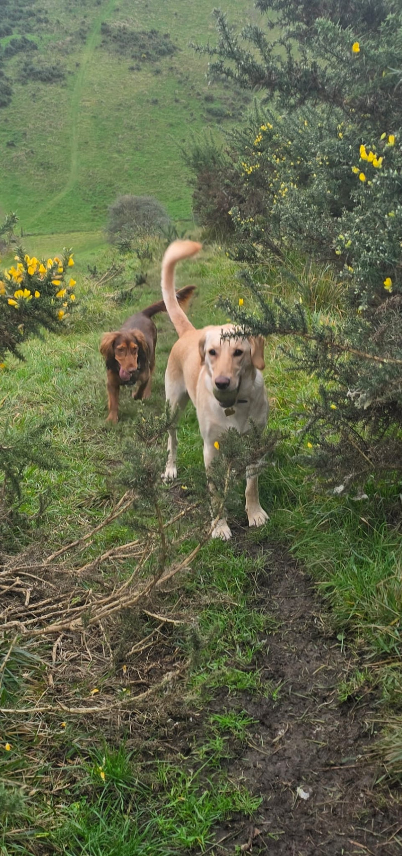 Two dogs walking on a grassy path with hills and yellow flowers in the background